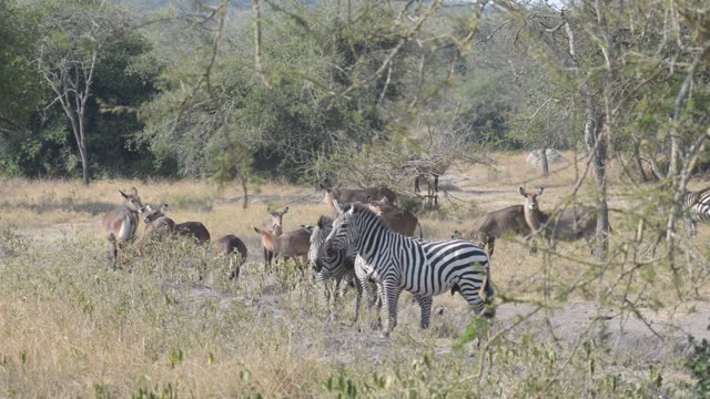 Zebra Pair Close Together