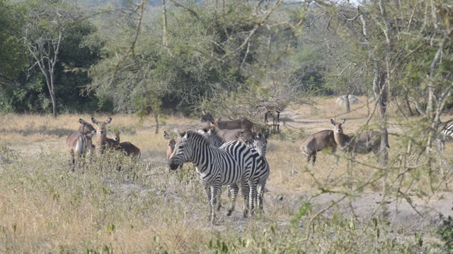 Tourists Watching Zebra Herd