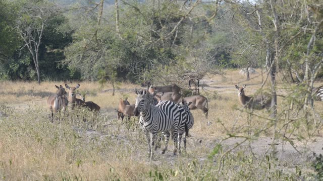 Zebra Pair Close Together