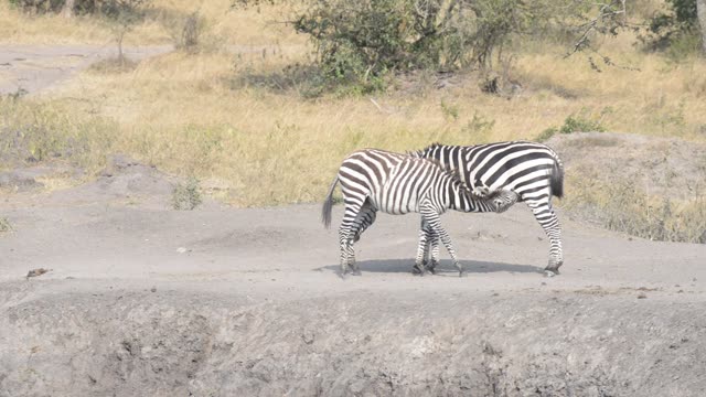 Tourists Watching Zebra Herd