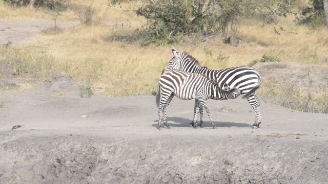 Zebra Pair Close Together