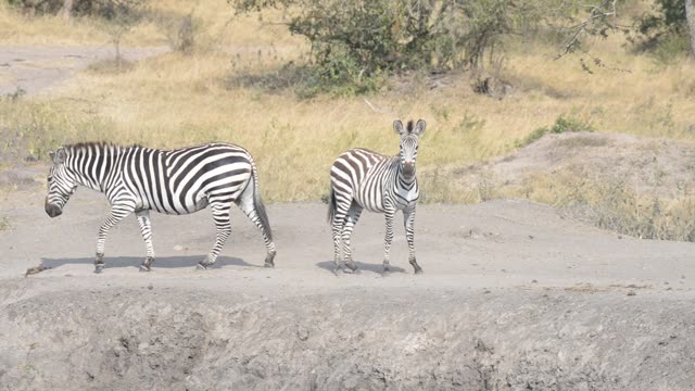 Tourists Watching Zebra Herd