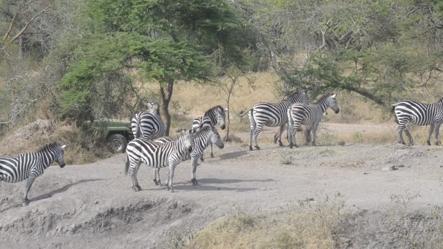 Zebra Pair Close Together