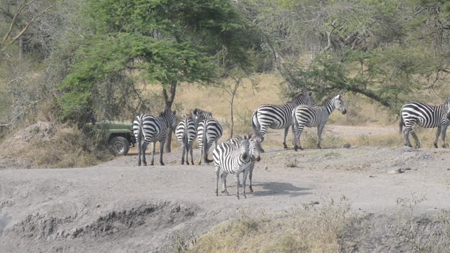 Tourists Watching Zebra Herd