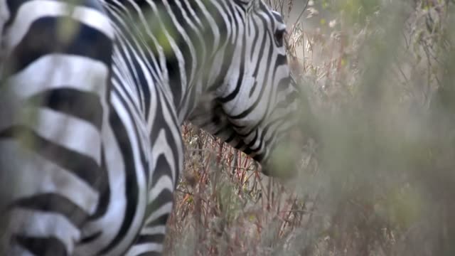 Tourist Photographing Zebra Herd