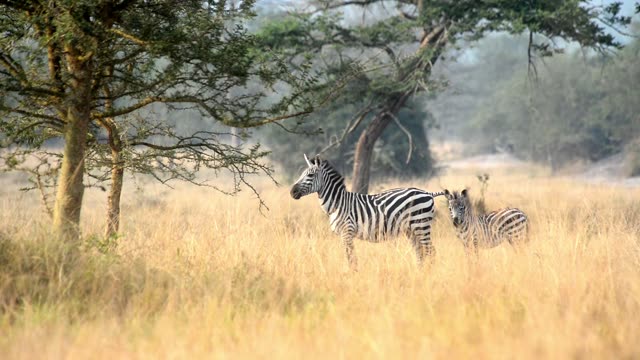 Tourist Photographing Zebra Herd
