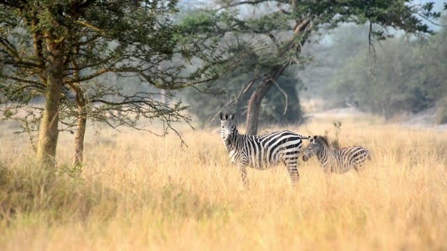 Zebra Herd Grazing By Water