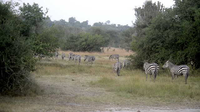 Zebra Pair Close Together