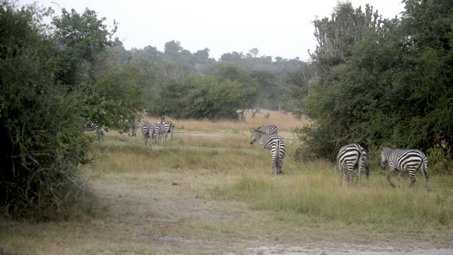 Tourists Watching Zebra Herd
