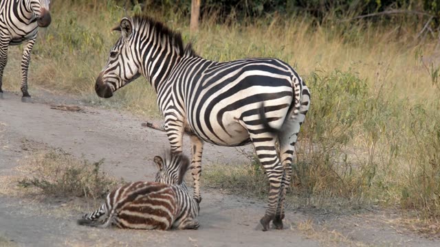 Tourist Photographing Zebra Herd