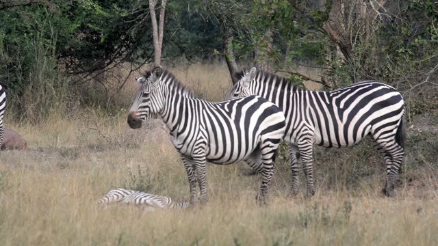 Zebra Pair Close Together
