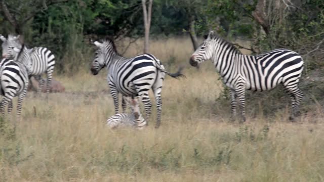 Tourists Watching Zebra Herd
