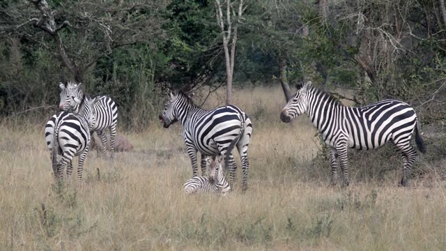 Zebra Pair Close Together