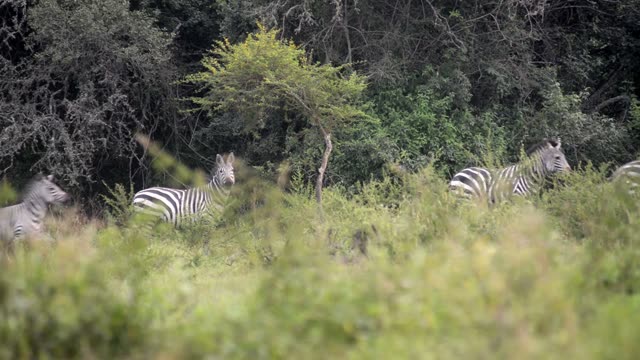 Tourists Watching Zebra Herd