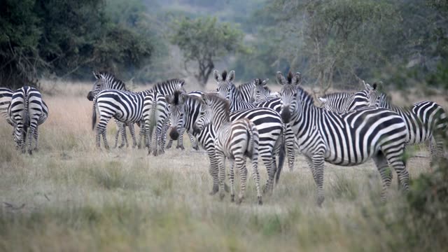 Zebra Pair Close Together