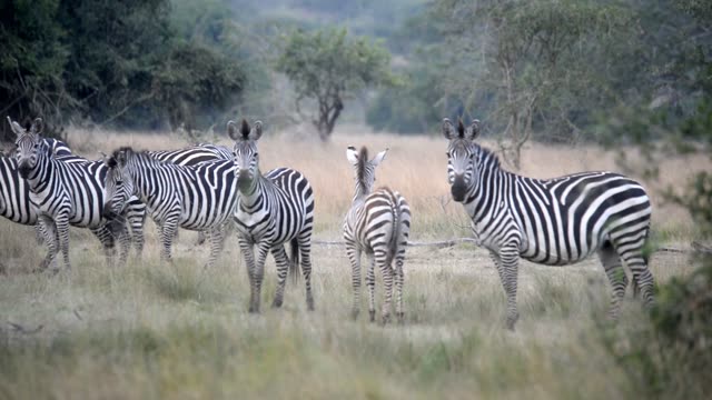 Tourists Watching Zebra Herd