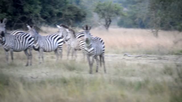 Zebra Pair Close Together