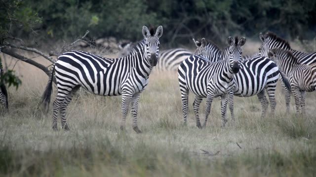 Tourists Watching Zebra Herd