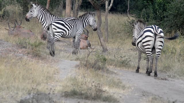 Zebra Pair Close Together
