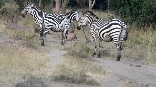 Tourists Watching Zebra Herd
