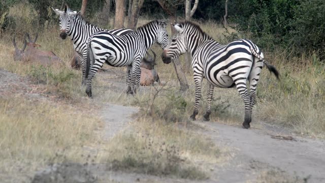 Zebra Pair Close Together