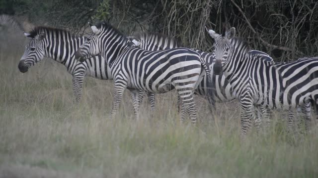 Tourists Watching Zebra Herd