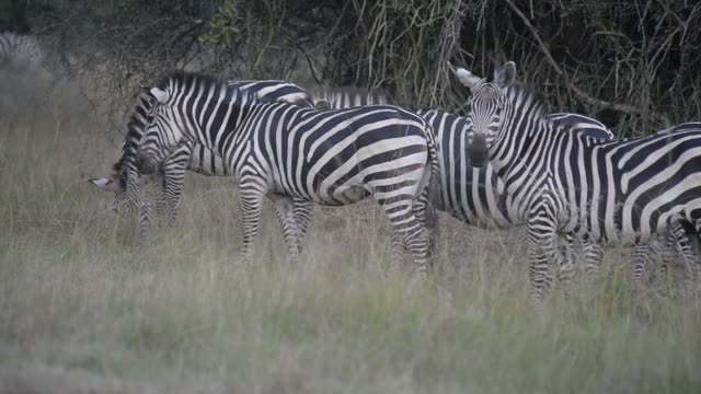 Zebra Pair Close Together