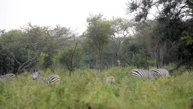 Tourists Watching Zebra Herd