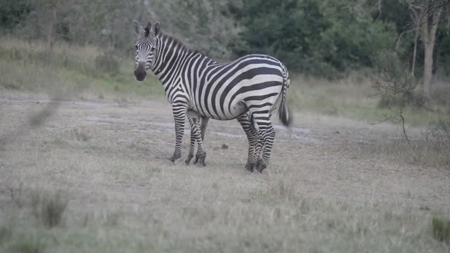 Zebra Pair Close Together