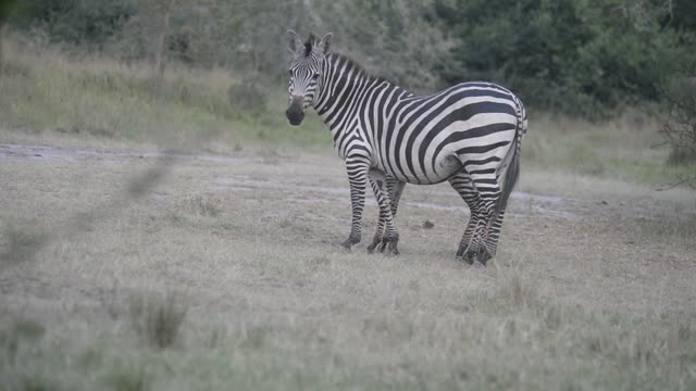 Tourists Watching Zebra Herd