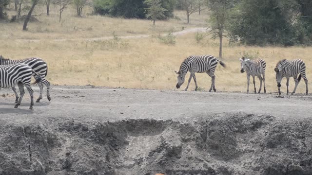 Tourists Watching Zebra Herd