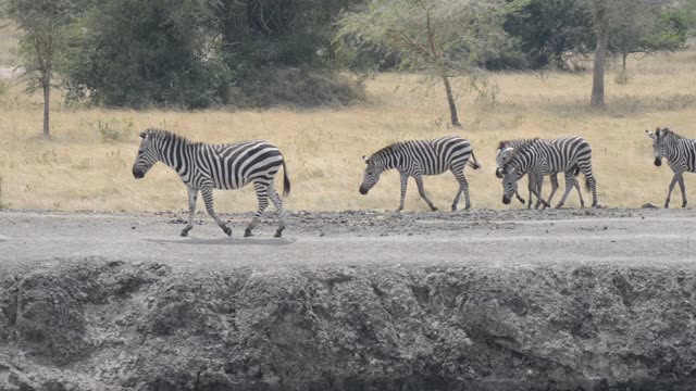 Zebra Pair Close Together