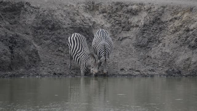 Zebra Pair Close Together