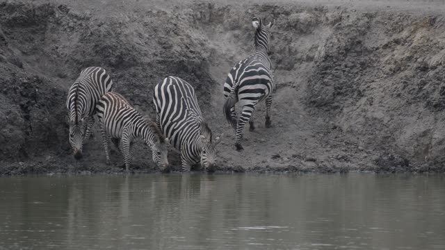 Tourists Watching Zebra Herd