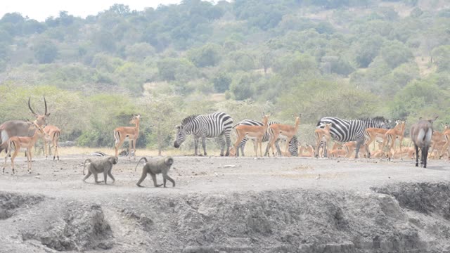 Zebra Pair Close Together