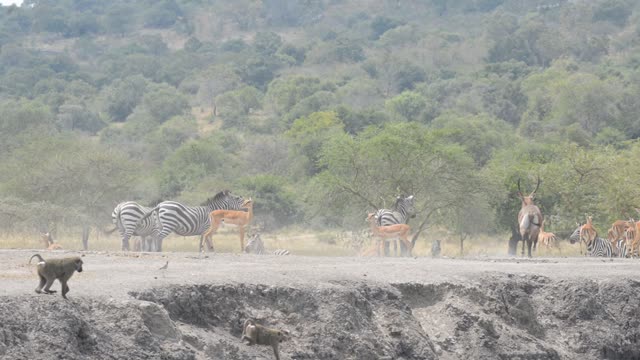 Tourists Watching Zebra Herd