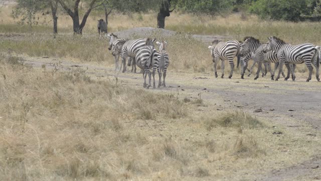 Zebra Pair Close Together