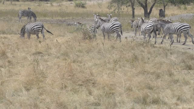 Tourists Watching Zebra Herd