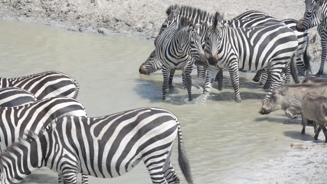 Zebra Herd With Buffalo And Hippo