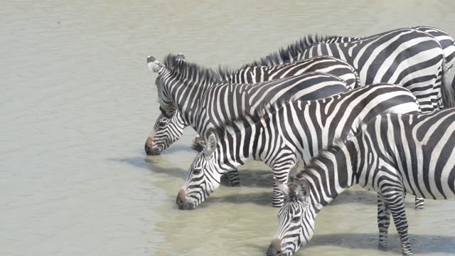 Zebra Herd Drinking In Line