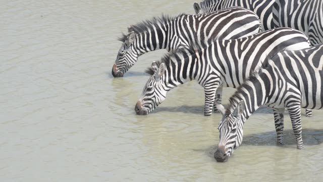 Zebra Herd Drinking In Line