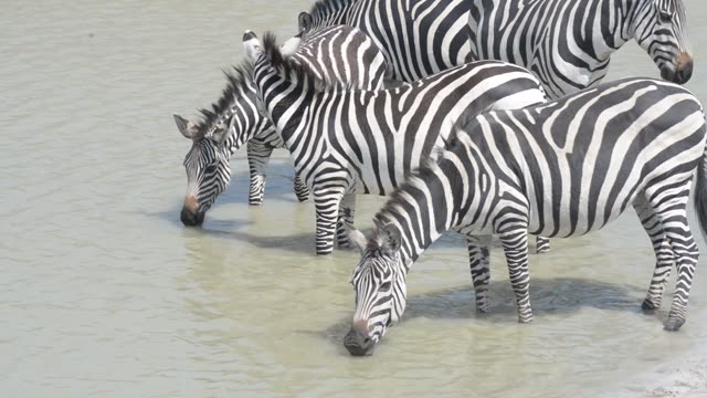 Zebra Herd With Buffalo And Hippo