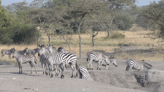 Zebra Herd Drinking In Line