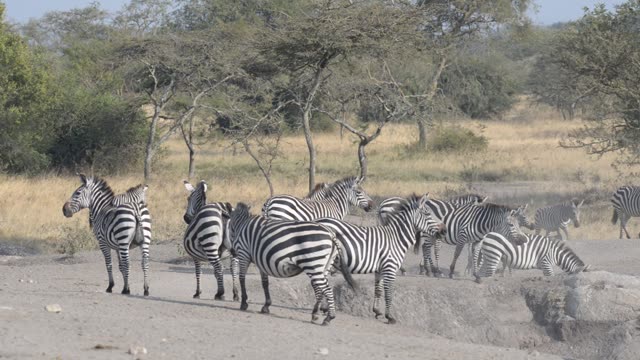 Zebra Herd With Buffalo And Hippo