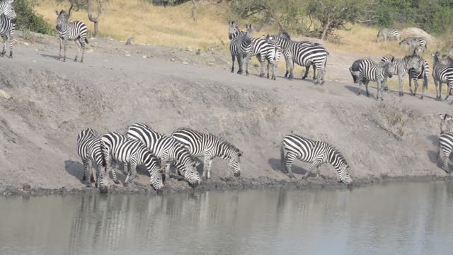 Zebra Herd With Buffalo And Hippo
