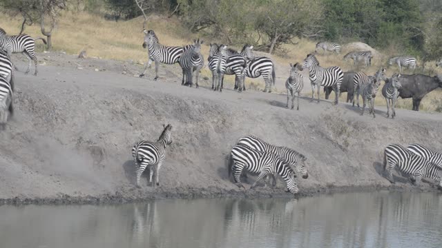 Zebra Herd Drinking In Line