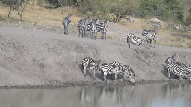 Zebra Herd With Buffalo And Hippo