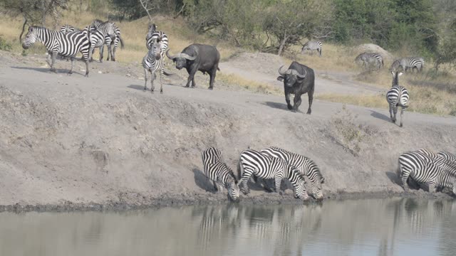 Zebra Herd Drinking In Line