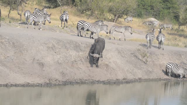Zebra Herd With Buffalo And Hippo