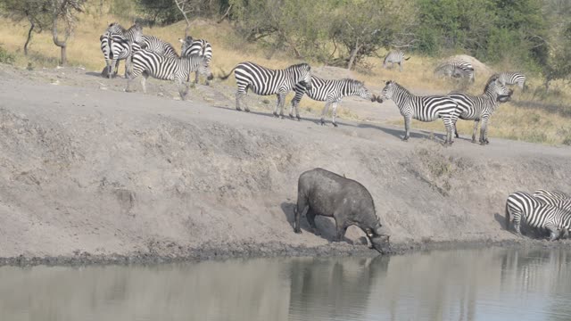Zebra Herd Drinking In Line